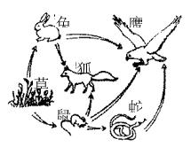 食物链示意图四个动物_水循环示意图板图_无锡动物园可以带食物喂动物吗