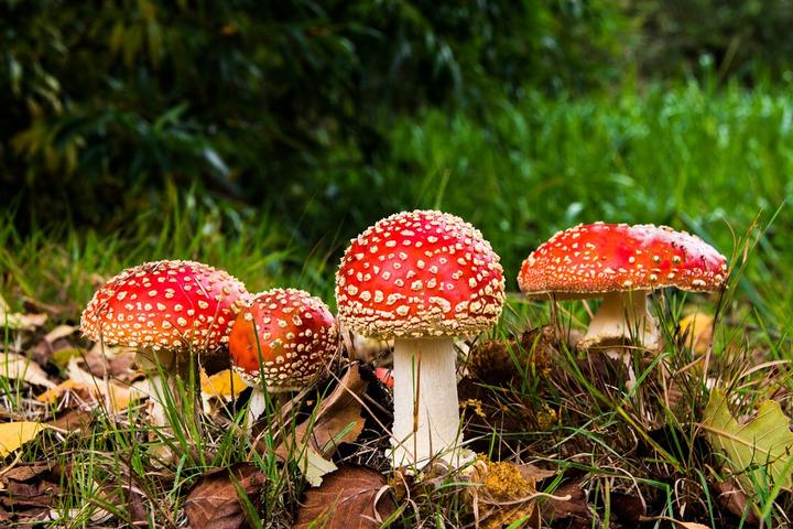 中毒神经受损能恢复吗_神经性食物中毒的症状及处理方法有哪些_食物中毒神经性