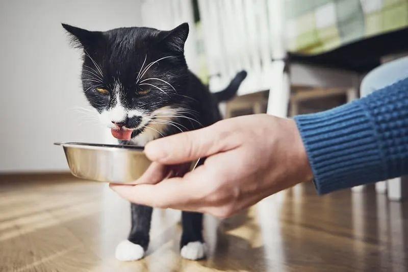 猫中毒怎么处理_猫咪食物中毒的症状及处理方法图片_猫中毒后的表现