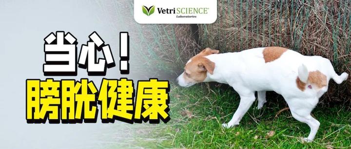 猫中毒怎么处理_猫咪食物中毒的症状及处理方法图片_猫中毒后的表现