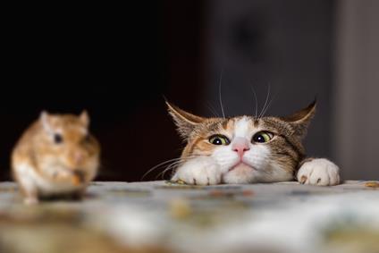 中毒猫咪缓解食物快速排泄_猫咪食物中毒了怎么快速缓解_猫中毒了吃什么缓解