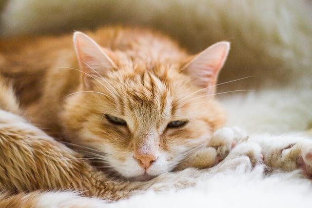 中毒猫咪缓解食物快速排泄_猫咪食物中毒了怎么快速缓解_猫中毒了吃什么缓解