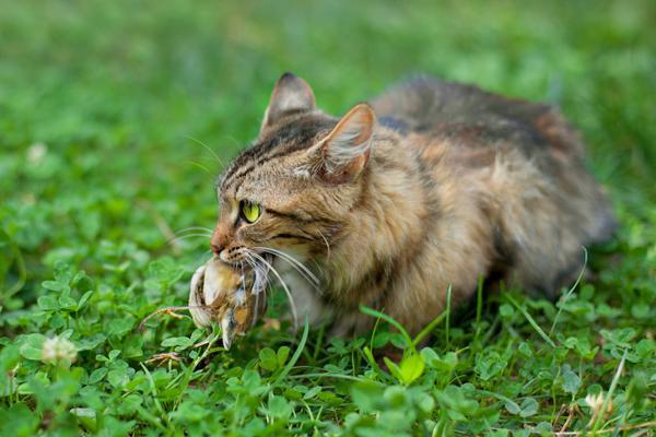 中毒猫咪缓解食物快速排泄_猫咪食物中毒了怎么快速缓解_猫中毒了吃什么缓解