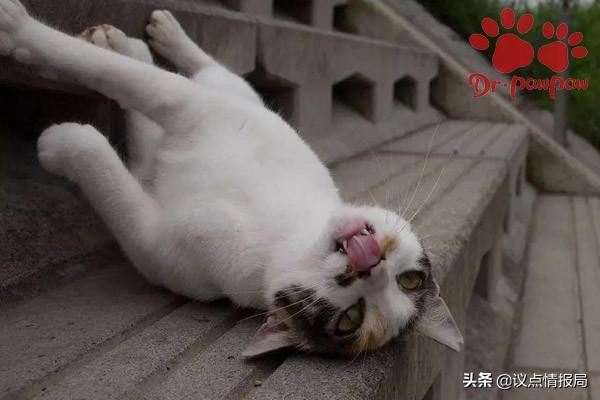 猫咪食物中毒了怎么快速缓解_猫中毒喂什么快速解毒_中毒猫咪缓解食物快速排泄