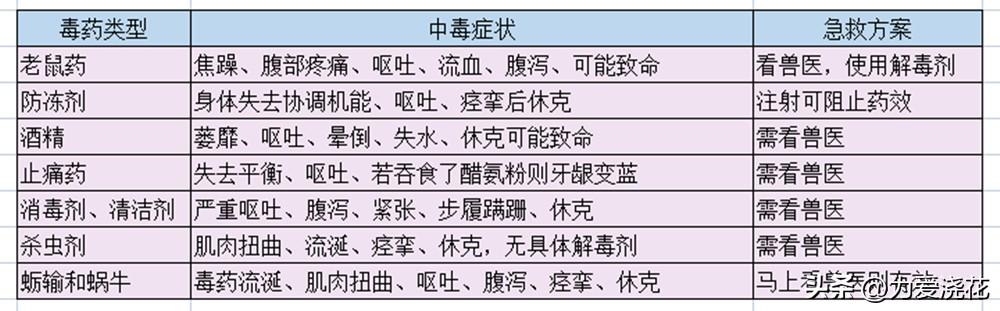 中毒猫咪缓解食物快速排出_猫中毒了吃什么缓解_猫咪食物中毒了怎么快速缓解