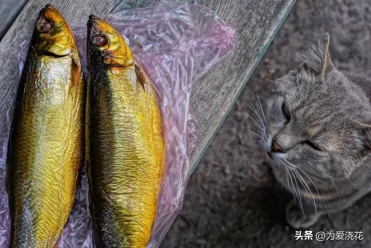 猫中毒了吃什么缓解_猫咪食物中毒了怎么快速缓解_中毒猫咪缓解食物快速排出