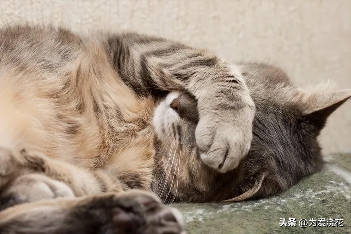 猫咪食物中毒了怎么快速缓解_中毒猫咪缓解食物快速排出_猫中毒了吃什么缓解