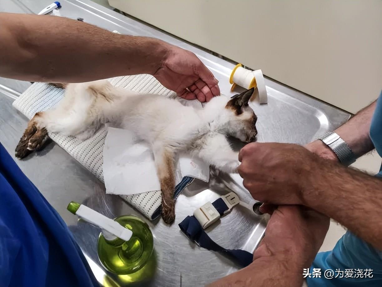 猫咪食物中毒了怎么快速缓解_中毒猫咪缓解食物快速排出_猫中毒了吃什么缓解