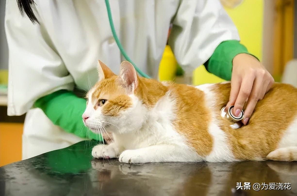 猫咪食物中毒了怎么快速缓解_中毒猫咪缓解食物快速排出_猫中毒了吃什么缓解