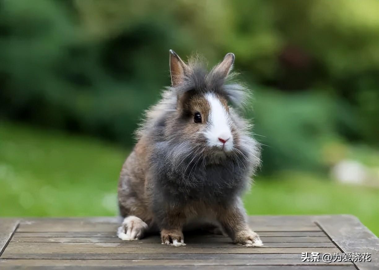 猫中毒了吃什么缓解_猫咪食物中毒了怎么快速缓解_中毒猫咪缓解食物快速排出