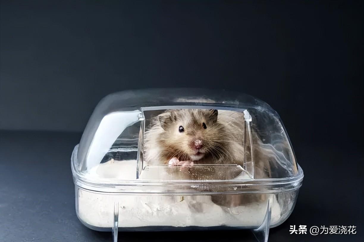 中毒猫咪缓解食物快速排出_猫中毒了吃什么缓解_猫咪食物中毒了怎么快速缓解