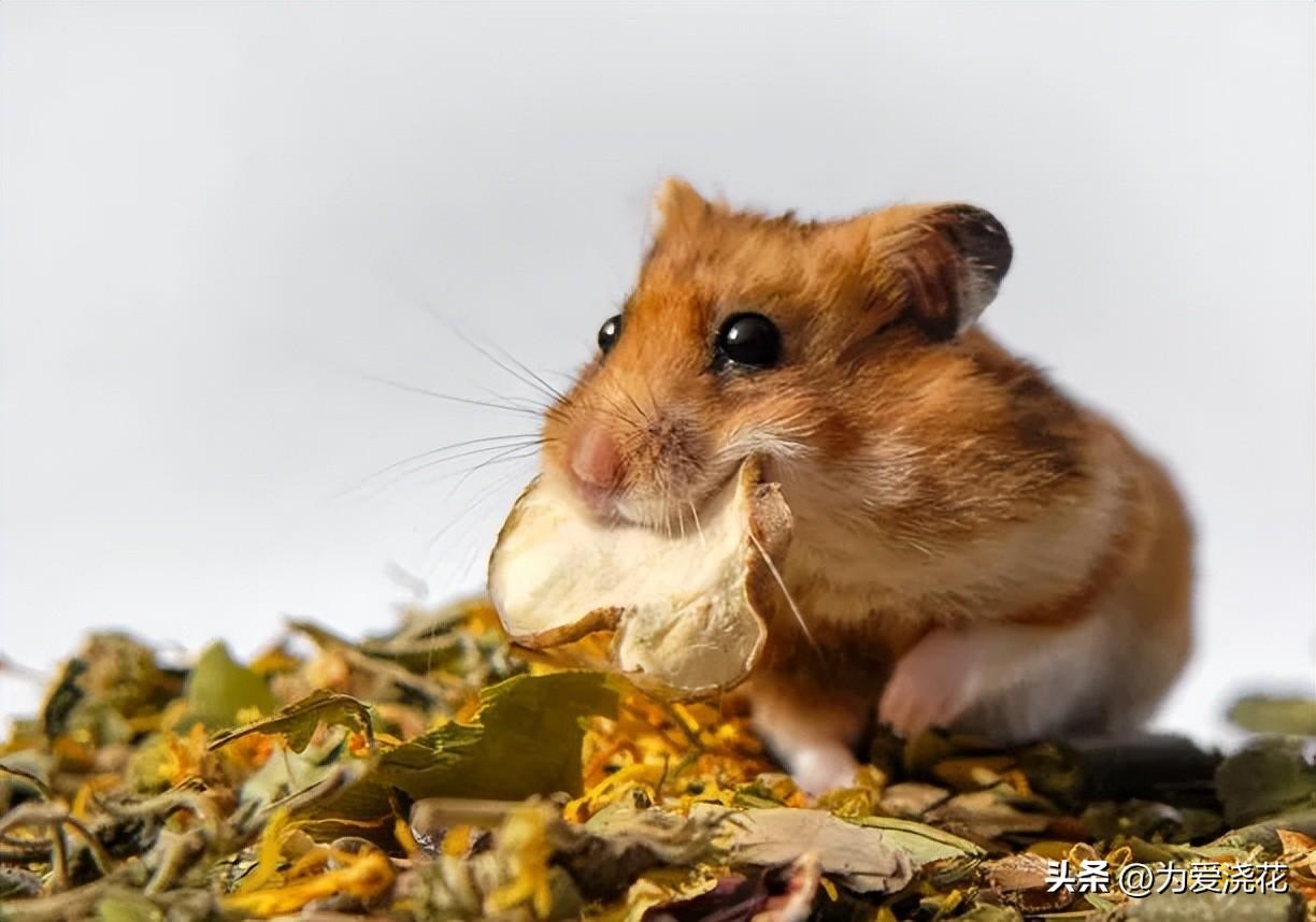 猫咪食物中毒了怎么快速缓解_猫中毒了吃什么缓解_中毒猫咪缓解食物快速排出