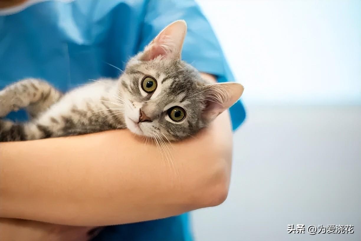 中毒猫咪缓解食物快速排出_猫中毒了吃什么缓解_猫咪食物中毒了怎么快速缓解