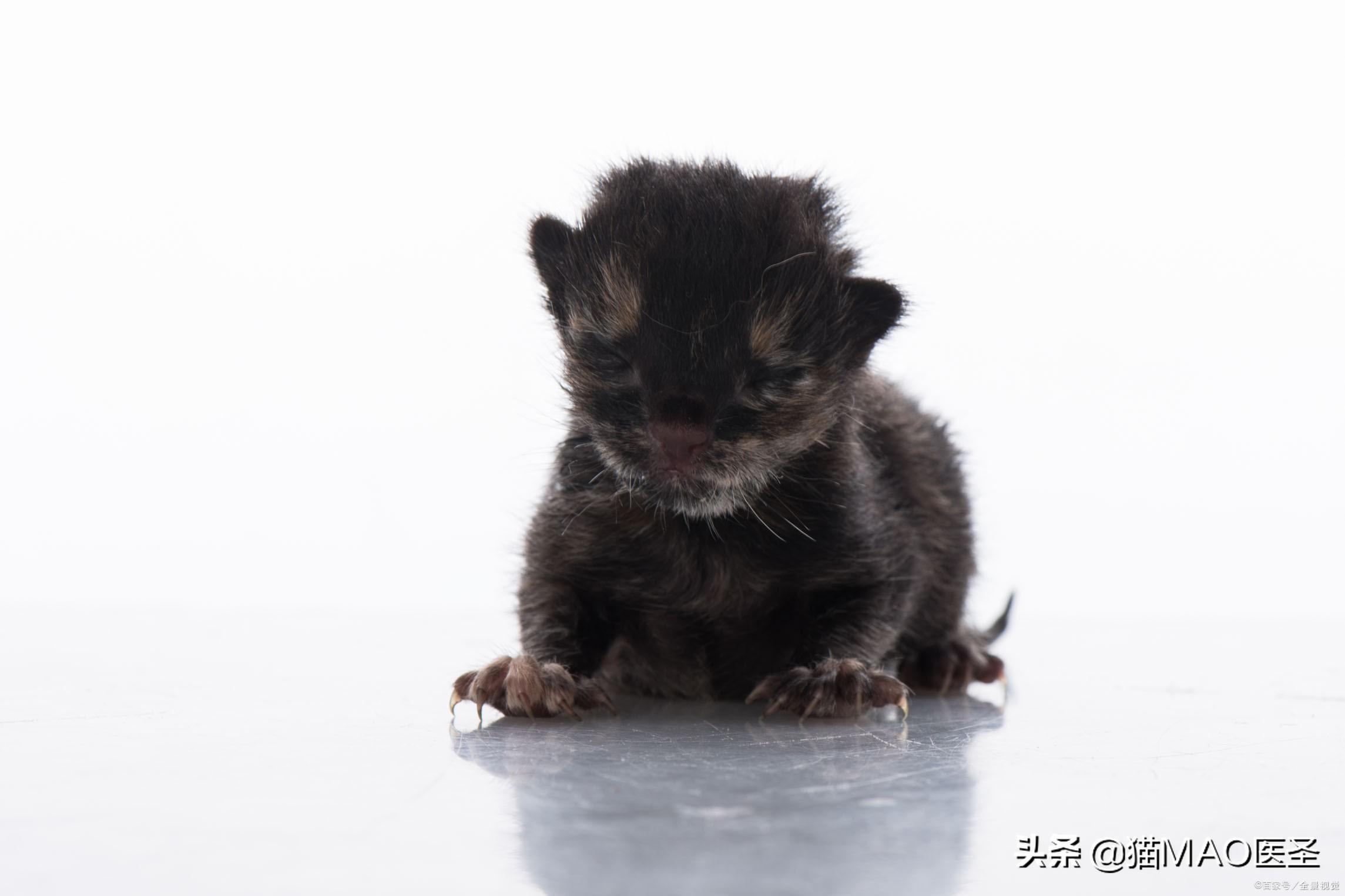 猫咪食物中毒了怎么快速缓解_中毒猫咪缓解食物快速排毒_中毒猫咪缓解食物快速排泄