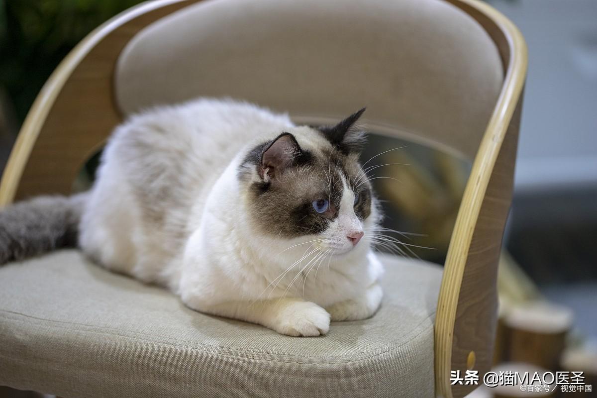 中毒猫咪缓解食物快速排毒_猫咪食物中毒了怎么快速缓解_中毒猫咪缓解食物快速排泄