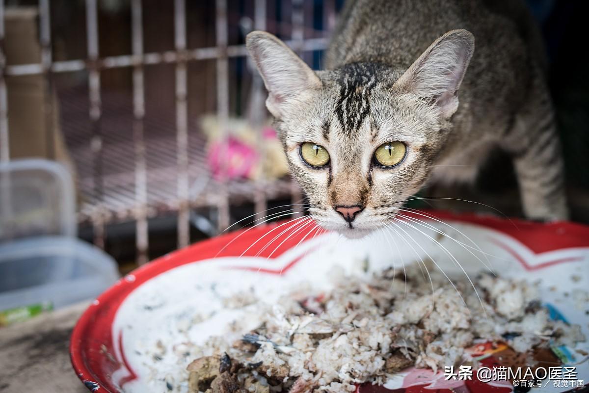 中毒猫咪缓解食物快速排泄_中毒猫咪缓解食物快速排毒_猫咪食物中毒了怎么快速缓解