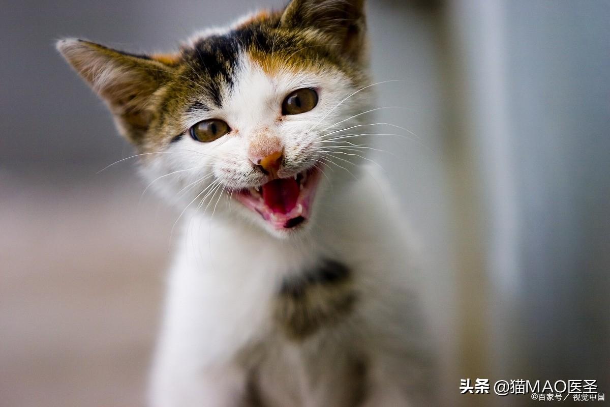 中毒猫咪缓解食物快速排泄_猫咪食物中毒了怎么快速缓解_中毒猫咪缓解食物快速排毒