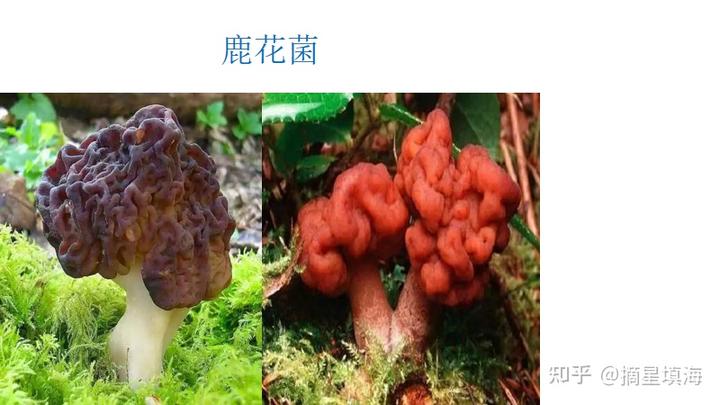 孩子食物中毒呕吐吃什么药_食物中毒吐完后能吃胃药么_中毒呕吐药食物吃孩子会怎么样