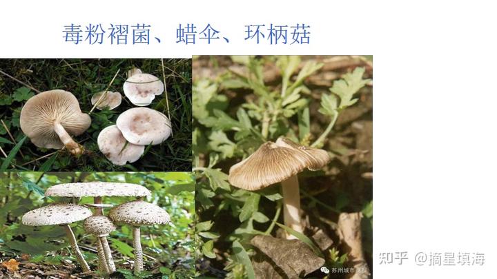 孩子食物中毒呕吐吃什么药_食物中毒吐完后能吃胃药么_中毒呕吐药食物吃孩子会怎么样