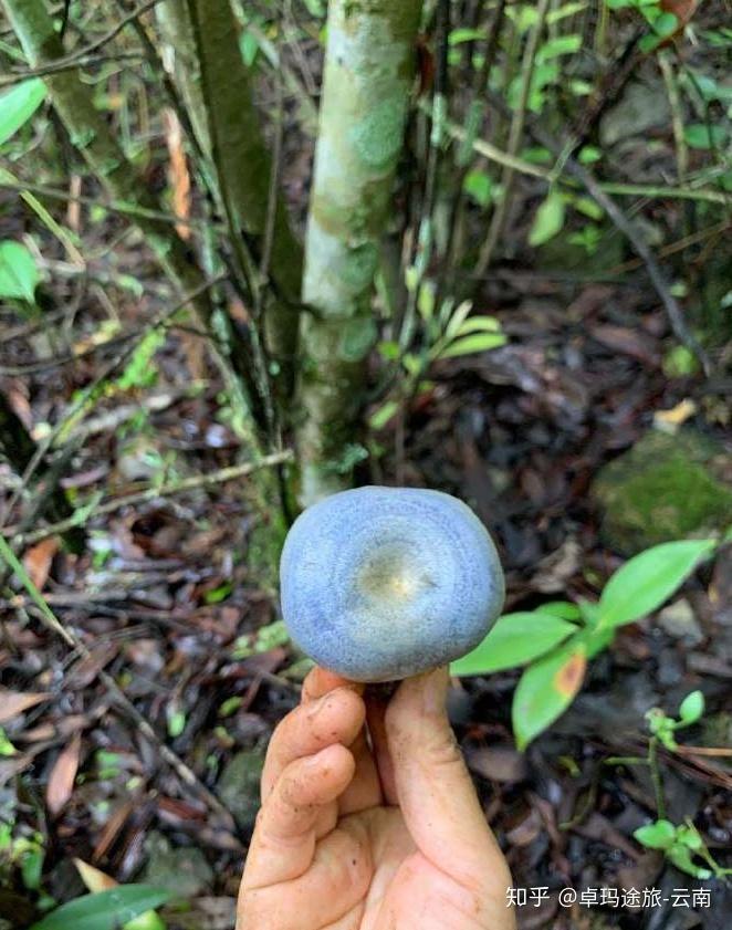 蘑菇食物中毒_蘑菇中毒属于食物中毒中的哪类_蘑菇食物中毒事件有哪些