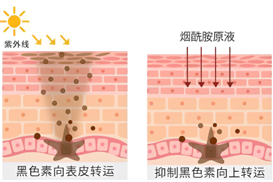 科学祛痘方法,无痘肌肤不是梦!_祛痘科普_痘痘祛痘